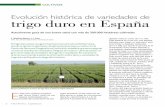trigo duro en España - Agrovegetal cultivos trigo.pdftrigo llamado Ambar durum (trigo selecto semolero) por una cantidad muy superior de buen trigo panificable (Gadea, 1958). Entre
