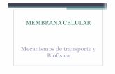 Mecanismos de transporte · MEMBRANA CELULAR Mecanismos de transporte y Biofísica. 1.Estructuraelásticamuyfina(espesor=7.5a10nm). 1.Constituidapor: 55%deProteínas 25 %de fosfolípidos