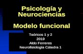 Psicología y Neurociencias Modelo funcional · Nivel conductual Conductas (motoras, verbales, autonómicas en respuesta a estímulos ambientales o controlados (pruebas) Nivel cognitivo