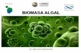 BIOMASA ALGAL - INBIOTEC · Grupo de algas muy diverso En todos los hábitats, mayoría de agua dulce Cloroplasto con sólo su membrana doble (externa e interna), forma variable (de