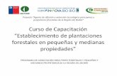 Curso de Capacitación Establecimiento de plantaciones ...asisma.cl/adef/wp-content/uploads/2016/02/II.4-Manejo-retoños.pdf · *Eucalyptus globulus es la especie predominante (aprox.