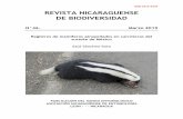 REVISTA NICARAGUENSE DE BIODIVERSIDAD · especies en riesgo en México, en las categorías: en peligro de extinción, amenazada y sujeta a protección especial, respectivamente (SEMARNAT