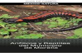 Anﬁbios y Reptiles del Municipio de Morelia · la App Store de Mac “Guías México-Natura” y los archivos PDF en las páginas web del CIECO/UNAM e INIRENA/UMSNH, para descargarse