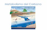 Metabolismo del Carbono - UNAMdepa.fquim.unam.mx/amyd//archivero/U3a_MetabolismoCar...Ciclo de Calvin •Carboxilación. La enzima rubisco cataliza la combinación de la ribulosa difosfato