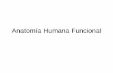 Anatomía Humana Funcionalsd79af683817d7632.jimcontent.com/download/version... · 2014-04-26 · Términos Anatómicos. Objetivos: • Describir la orientación del cuerpo en posición