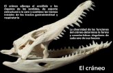 Elcráneo% - Aragosaurus · Elcráneo% El% cráneo% alberga% el% encéfalo% y% los% órganos% de% los% sendos,% da% soporte% estructuralalacarayconenelostramos inicialesdelostractosgastrointesnaly
