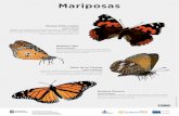Mariposas - Gobierno de Canarias · Mariposas Cyclyrius webbianus Especie de mariposa endémica de las Islas Canarias. Vuela durante todo el año en las islas centrales y occidentales,