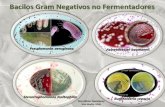 Bacilos Gram Negativos no Fermentadores Pseudomonas alcaligenes y otras Burkholderia pseudomallei Burkholderia