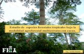 Estudio de especies forestales tropicales bajo la ... · Estudio de especies forestales tropicales bajo la modalidad agroforestal multiestratoscon cacao. Ing. Aroldo Dubón. Especies