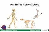 Animales vertebrados · 1 day ago · Departamento de Ciencias Marzo 2020 Animales vertebrados Son aquellos que tienen huesos, cartílagos o espinas en su cuerpo. Estos forman un