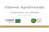 Sistemas Agroforestales - RedSAMred-sam.org/wp-content/uploads/Cooperativa-Las-Canadas.pdf · Clasificación de sistemas agroforestales Sistemas Agroforestales simultáneos o de interacción