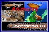 Animales - I.E.S "POETA CLAUDIO RODRÍGUEZ"iespoetaclaudio.centros.educa.jcyl.es/sitio/upload/in... · 2013-02-09 · de antenas sensoriales, mandíbulas y 5 pares de patas, el primero