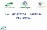 La genética caprina francesa - INIA · La cría de caprinos en el mundo ... de 4 a 5 semanas de peso vivo medio = 9,5 kg, rendimiento al sacrificio = 64 % (Peso medio canal = 6,1