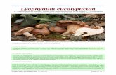 © Francisco Sánchez Iglesias Lyophyllum eucalypticum · Lyophyllum eucalypticum, 20140202 Página 6 de 7 Salvo indicación en contrario, las fotos están realizadas por Fco. Sánchez