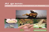 Al grano - Greenpeace Españaarchivo-es.greenpeace.org/espana/Global/espana/report/... · 2003-08-25 · verde a los cultivos transgénicos. En febrero de 2003, el Gobierno español