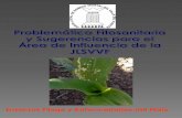 Insectos Plaga y Enfermedades del Maíz - Junta Local de ...€¦ · periodo de siembra recomendado registran una incidencia y daño mínimo. Los productores que aplican generalmente
