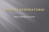 Rosa J. Márquez Amador - Quia€¦ · Los órganos del aparato respiratorio son: nariz, faringe, laringe, tráquea, bronquios y sus ramas, y los pulmones que contienen los alvéolos,