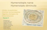 Hymenolepis nana Hymenolpis diminuta · B: Huevo de Hymenolepis nana. Estos huevos son ovalados o subesféricos y más pequeños que los de H. diminuta, su tamaño de 40 a 60 pm X