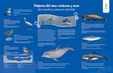 Viajeros del mar: cetáceos y aves - LPAmar · Cachalote Pueden llegar a medir hasta 20 metros y ostentan el record de inmersión entre los mamíferos, con más de 2 horas sin salir