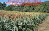 EVALUACION DE SORGOS HIBRIDOS PARA GRANO DENTRO DE …crsps.net/wp-content/downloads/INTSORMIL... · Identificar los cultivares de mejor potencial de rendimiento, estabilidad y calidad