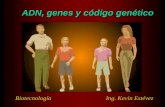 ADN, genes y código genético - WordPress.com · parte de la mitosis, más bien incluye los etapas G1, S y G2 del ciclo celular) las células hijas maduran y sintetizan los organelos