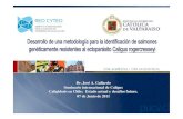 Presentaci n Jose Gallardo Seminario caligus 2011 · 2012-08-24 · caligus es una alternativa para mejorar la eficiencia de los sistemas de producción en salmonicultura. 2.- Es