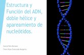 Estructura y Función del ADN, doble hélice y …sgpwe.izt.uam.mx/.../Estructura_y_Funcion_del_ADN_.pdfcodificado en las moléculas de ADN. El contenido total de ADN en una célula