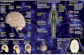 EL CEREBRO HUMANO 80% · 2013-04-06 · EL CEREBRO HUMANO La evolución del tamaño en los homínidos El centro de todos nuestros movimientos 150.000 km de nevios Máximo voltaje