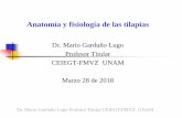 Dr. Mario Garduño Lugo Profesor Titular CEIEGT-FMVZ UNAM ... · la bilis al intestino y ayuda a la digestión de las grasas, vierte también al intestino sustancias que digieren