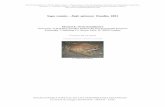 Sapo común – Bufo spinosus Daudin, 1803digital.csic.es/bitstream/10261/108485/1/bufspi_v3.pdf · 2019-08-07 · procedente de El Barco de Ávila que mide 132 mm (Escoriza, D.,