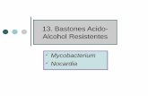 13. Bastones Acido- Alcohol Resistentes · Agregar la mezcla de ácido-alcohol (alcohol etílico con un 3% de HCl) para decolorar. 4. Lavar nuevamente con agua y contrateñir con