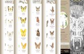 s3 a4 dí comunes de la Ciudad de Méxicobioteca.biodiversidad.gob.mx/janium/Documentos/7339.pdfLa migración de la mariposa Monarca es la más larga y abundante del mundo de los insectos.