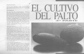 El cultivo del palto, 3a parte...que atacan al palto en Chile son el chanchito blanco y la conchuela. ANOMALIAS Además de los daños causados por enfermedades y plagas, es corriente