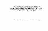 Universidad De Antioquia - Luis Alberto Gallego Castrobibliotecadigital.udea.edu.co/bitstream/10495/6113/1/Gal...3 Evaluación agronómica y análisis productivo del botón de oro