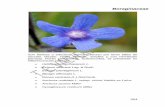 Boraginaceae...de azul-violeta o rosado. Fruto tipo núcula. Florece de marzo a mayo (agosto). Especie común. Usos Presenta propiedades medicinales para combatir las afecciones de