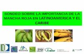 SONDEO SOBRE LA IMPORTANCIA DE LA MANCHA ...banana-networks.org/.../05/16-Estado-del-Trip-en-LAC.pdf2018/05/16  · generadas en el proyecto Fontagro de banano orgánico • Establecer