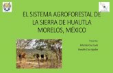 EL SISTEMA AGROFORESTAL DE LA SIERRA DE HUAUTLA …red-sam.org/wp-content/uploads/4_Dr_Artemio_Cruz.pdf · 2017-11-25 · de tractores, bovinos para carne y variedades mejoradas Disminución