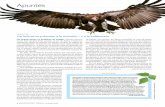 Investigación y Ciencia, 446 · cabecirrojo desde la cubierta del Beagle en 1835, lo calificó de «ave repugnante» dotada de una cabeza calva «para hurgar en la podredumbre».