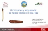 Conservación y uso potencial de maíces criollos en Costa Rica · 2019-11-19 · Importancia Maíz •Evidencia arqueológica de la presencia del maíz 5600 años. •25 julio, 2014