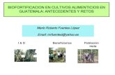 BIOFORTIFICACION EN CULTIVOS ALIMENTICIOS EN GUATEMALA ...lac.harvestplus.org/wp-content/uploads/2015/02/... · en el endosperma de la concentración de lisina y triptofano (Mertz