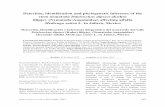 Detección, identificación e inferencia filogenética del ... · Detección, identificación e inferencia filogenética del nematodo del tallo Ditylenchus dipsaci (Kuhn) filipjev