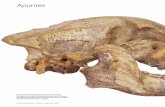Investigación y Ciencia, 504 · Un grupo de cánidos corpulentos era capaz de ha-cer astillas los huesos de sus presas, según se deduce de una pila de excrementos fósiles de seis