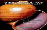 POMACEA CANALICULATA - ESPErepositorio.espe.edu.ec/bitstream/21000/10170/3/Pomacea...relación con Lissachatina fulica el caracol gigante africano. En el CAPÍTULO V, se exponen una