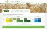Aprenda más sobre cereales y legumbres - Anove · significativamente dependiendo del cultivo y del país. El valor estimado de las semillas certificadas para la siembra de cereales