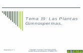 Tema 19: Las Plantas Gimnospermas. PDF/Tema 19... · determinado de plantas que tienen las semillas desnudas o, por lo menos, sin la protección de un verdadero pericarpo, sin fruto