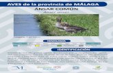 AVES de la provincia de MÁLAGA ÁNSAR COMÚNstatic.malaga.es/.../subidas/archivos/1/2/arc_270321_v2.pdfde obras literarias como el “Maravilloso viaje de Nils Holgersson”, un libro
