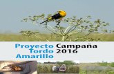 Aves Argentinas - Proyecto Campaña Tordo 2016 Amarillo · 2017-10-12 · cuatro pequeñas poblaciones disjuntas en Brasil, Uruguay, Paraguay y Argentina, que se estiman en un total