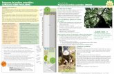 Programa de jardines sostenibles: Ciudad de …Ciudad de Chicago Programa de jardines sostenibles: ÁRBOLES El valor de un árbol: Se ha comprobado que los árboles reducen la contaminación