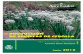 PRODUCCIÓN DE SEMILLAS DE CEBOLLA - CCBAT | Centro de ... · variedades locales, nunca de variedades comerciales La cebolla es una especie hortícola que se reproduce por semillas
