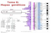 Tema 7: Cartografía genéticagenetica.uab.es/.../Tema%208%20Mapas%20gen%E9ticos2015_4_16… · Tema 8: Cartografía genética 2 Objetivos tema 8: Cartografía (mapas) genéticos
